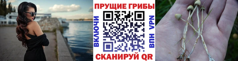 Галлюциногенные грибы GOLDEN TEACHER  наркота  Высоцк 